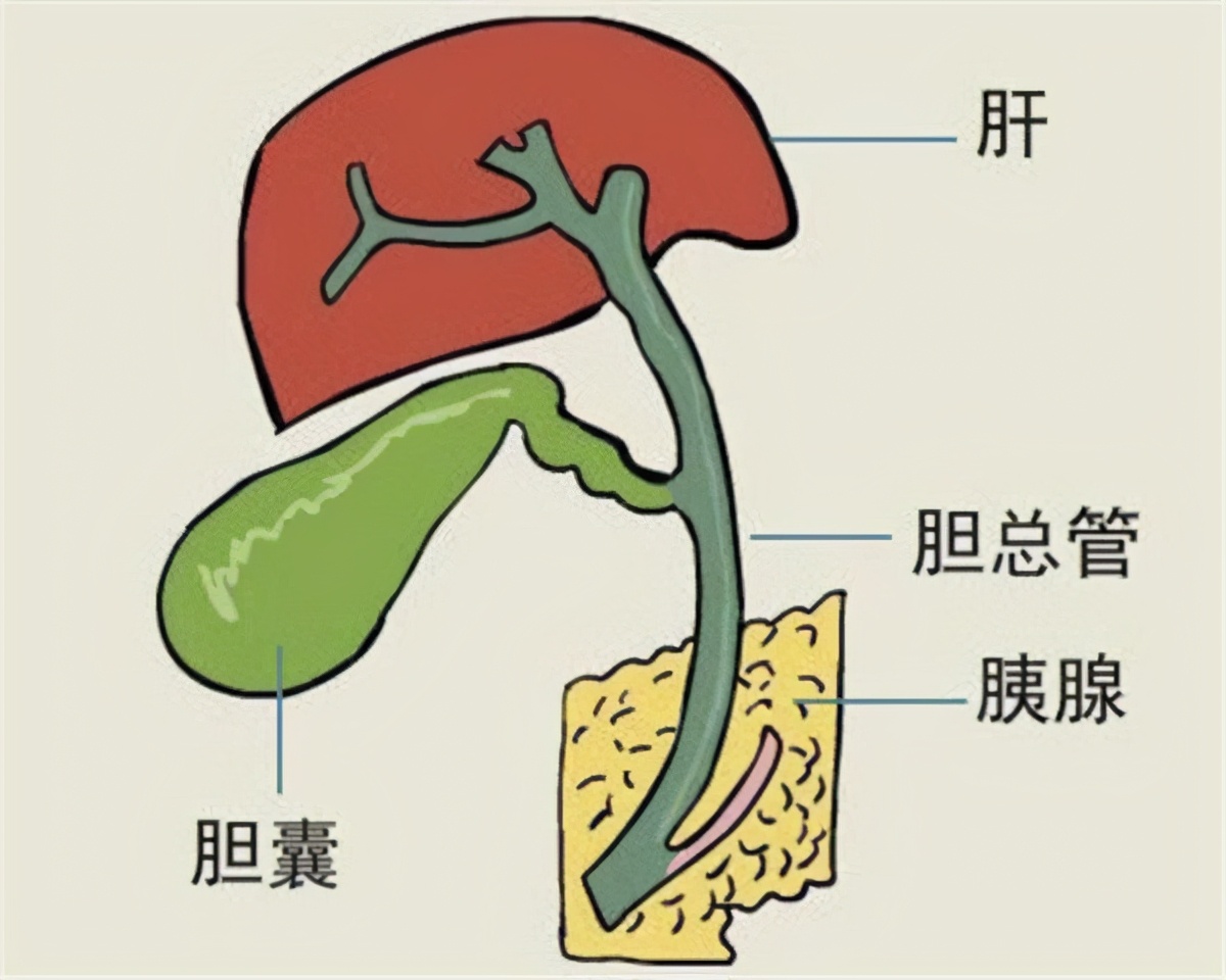 胆囊炎为啥不能吃鸡蛋,胆囊炎能吃鸡蛋和鱼吗