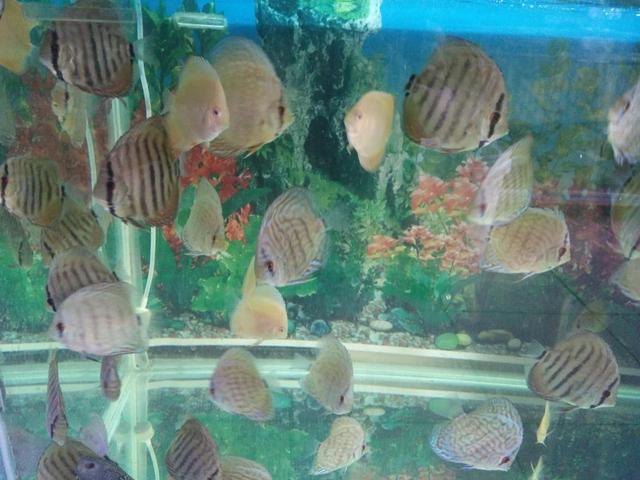 鱼缸黄水用什么过滤,鱼缸饲料黄水的处理方法