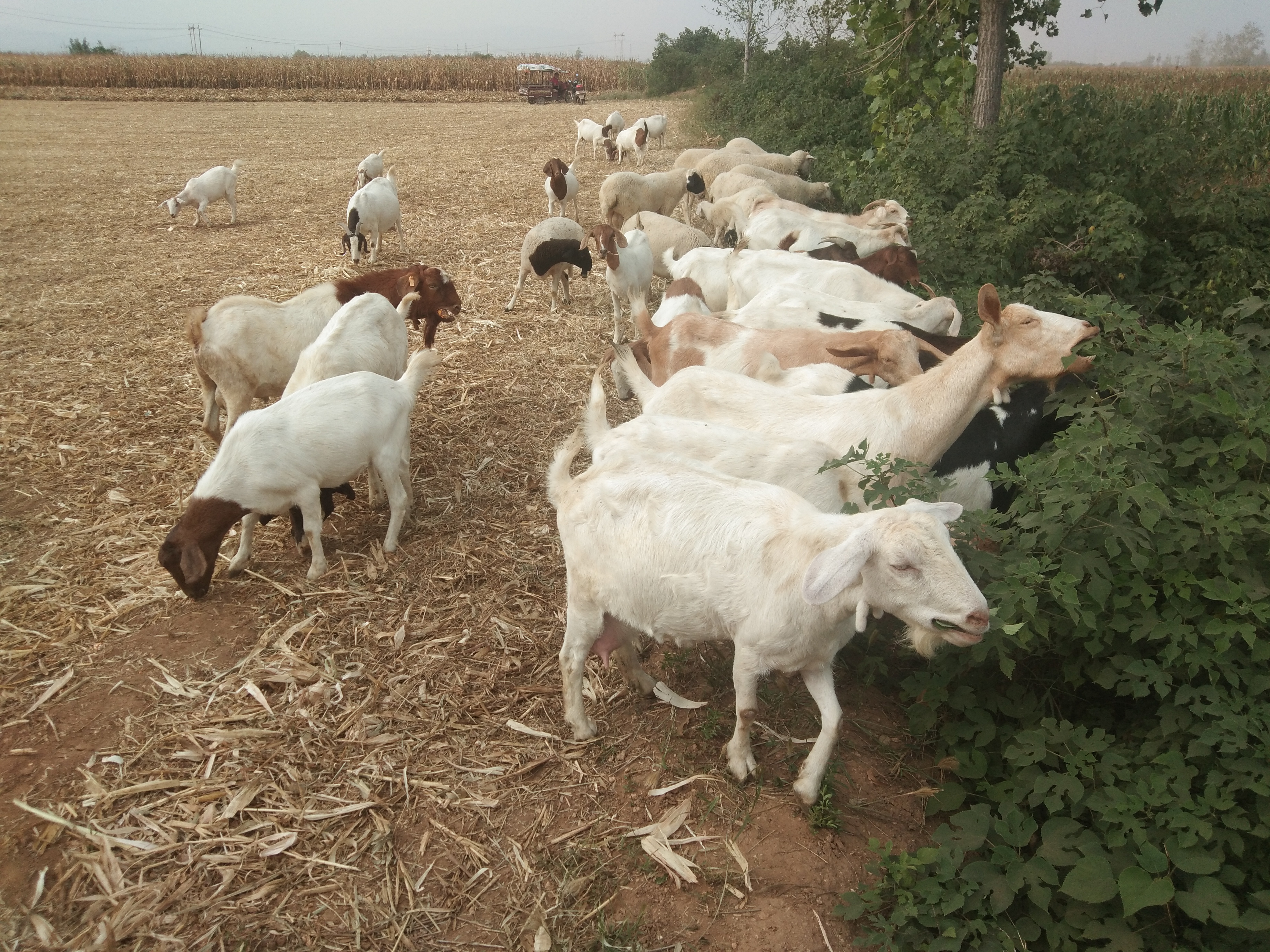 养羊常备哪些药,养羊准备的常用药