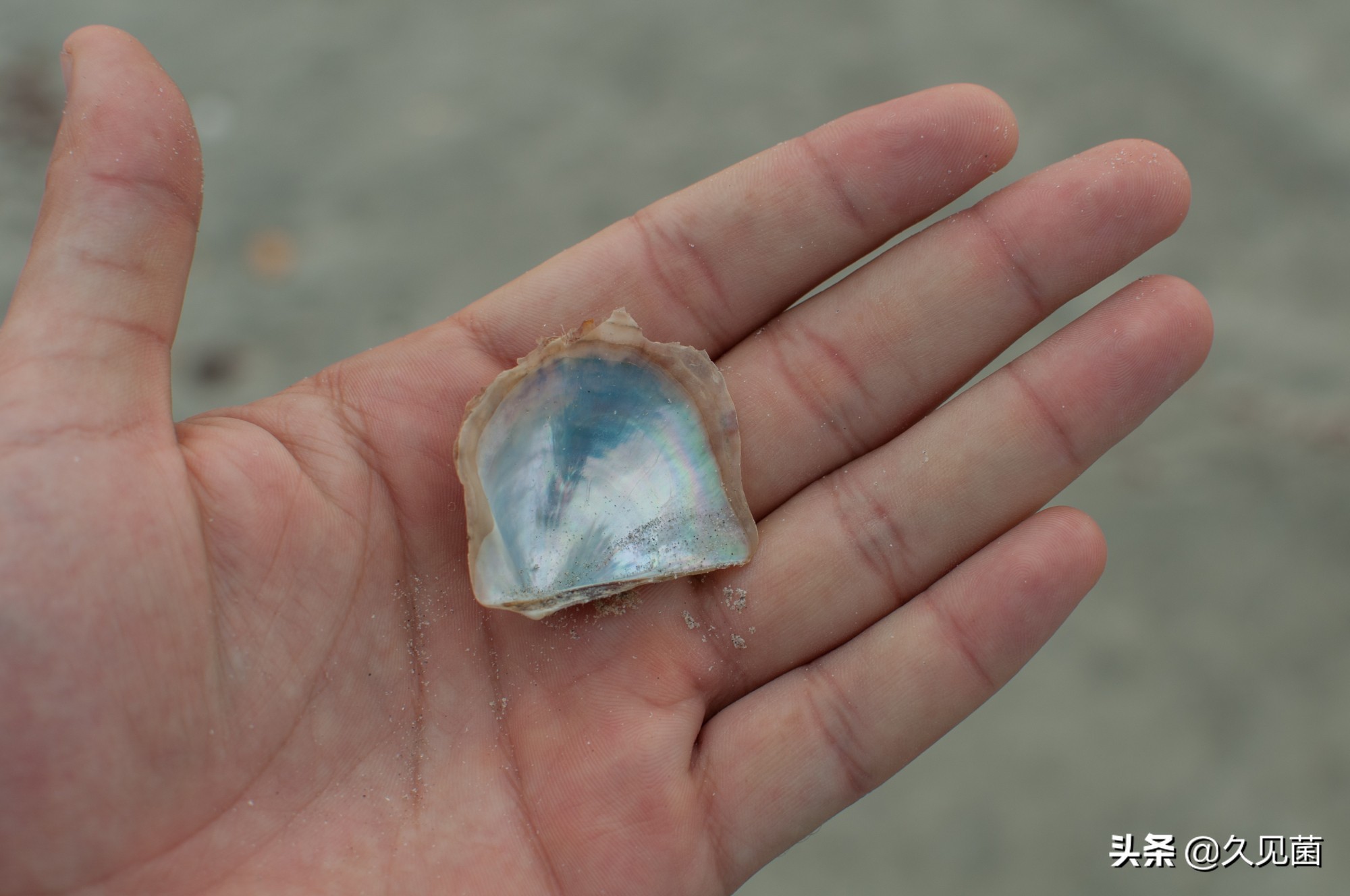 泰国男子海螺里吃出龙珠,泰国司机吃出橙色珠子