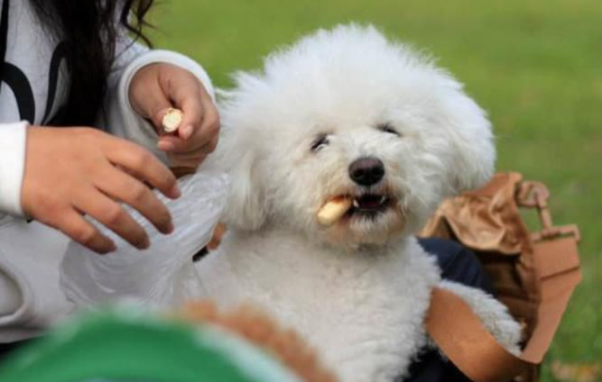 比熊最近几天不吃狗粮是什么原因,比熊突然不吃狗粮怎么回事