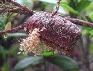 草丛杀手攻略,草丛杀手完整版视频