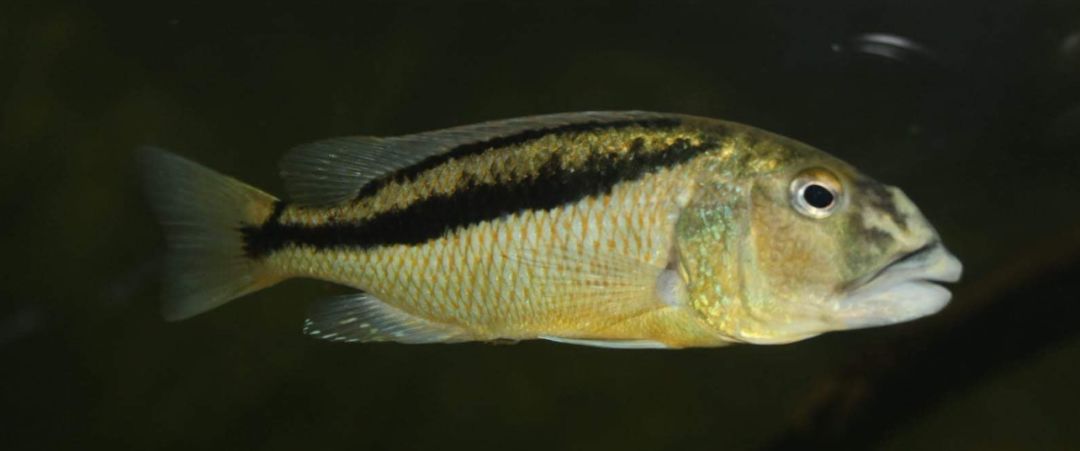 自己做大型水陆缸,在家自己打造一个沙漠缸