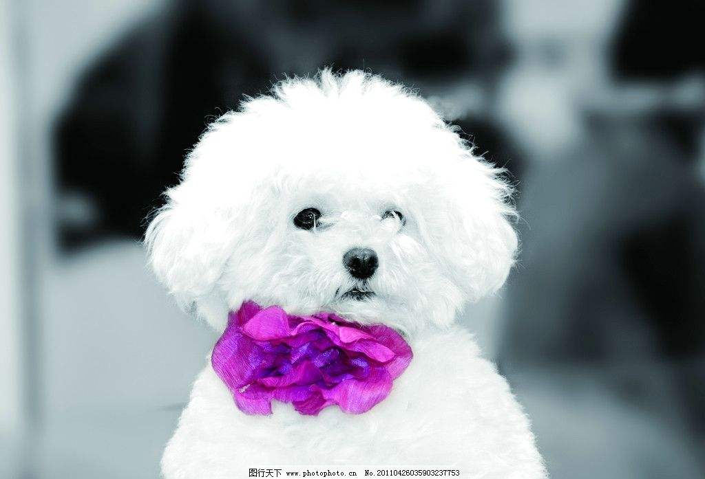 狗狗坐姿代表哪些疾病,狗狗会传染人哪些疾病