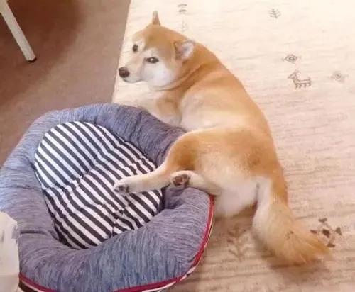 养狗家里总是有莫名其妙的臭味,养过猫狗的屋子有臭味