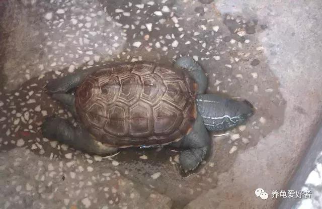 怎么判断龟是水肿还是胖,如何区分龟浮肿和胖