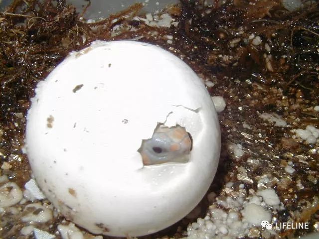 红腿陆龟如何家庭散养,广东红腿陆龟养殖方法