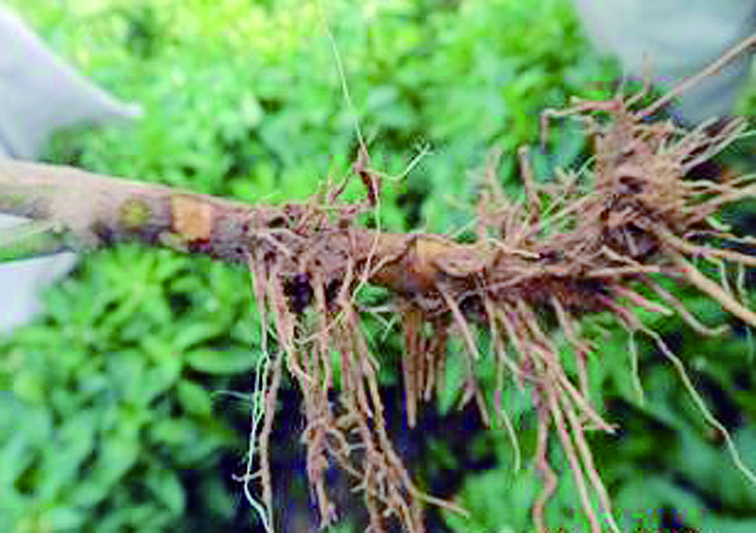 辣椒苗子烂根是什么原因,辣椒烂根死了是怎么回事