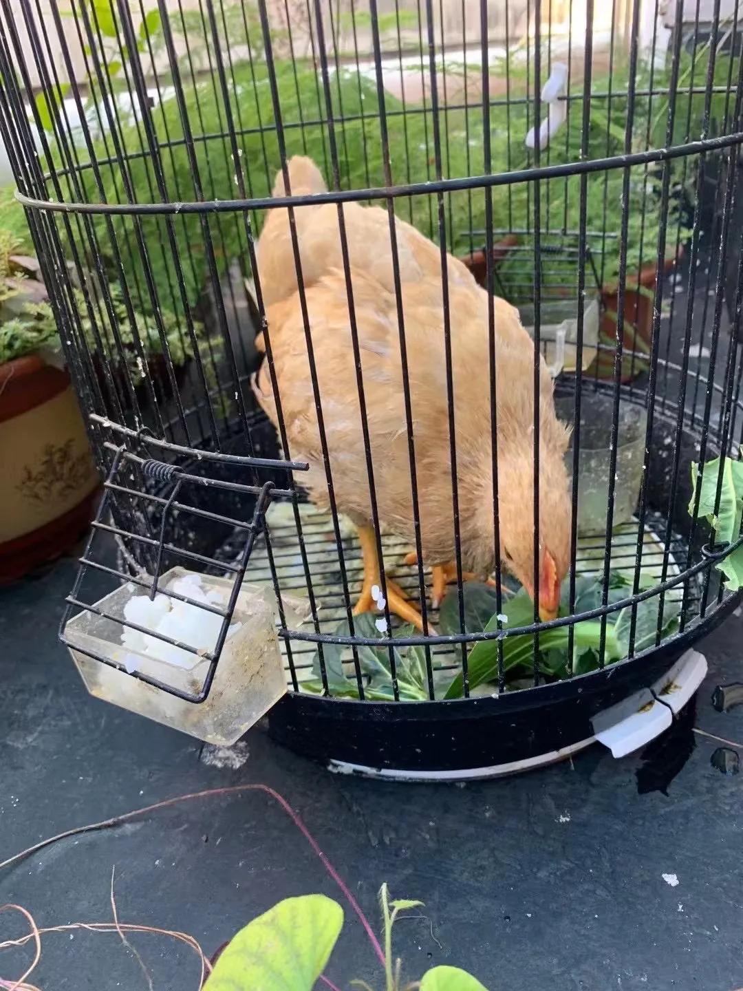 上海吃毛蛋吃出了一只小鸡,长得那么像公鸡,为什么会下蛋?