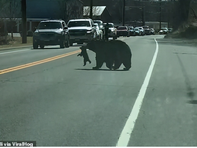 黑熊带孩子过马路,路遇熊妈妈带着四只熊孩子过马路