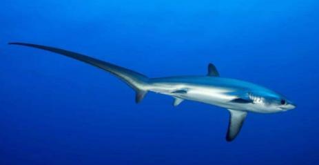 吃鱼翅犯法吗,吃鱼翅犯不犯法