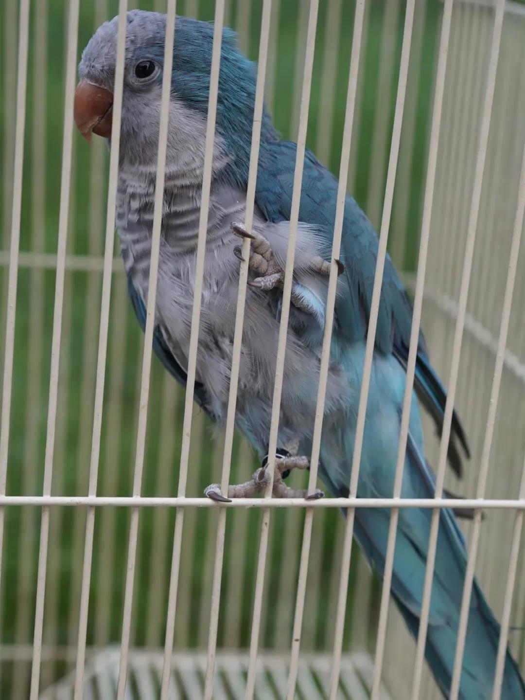 养鹦鹉养什么不犯法,养鹦鹉犯法吗