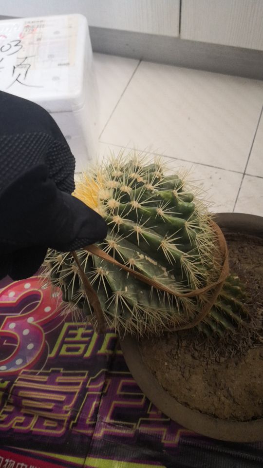 金虎长歪怎么办,金虎多少年可以长到25公分