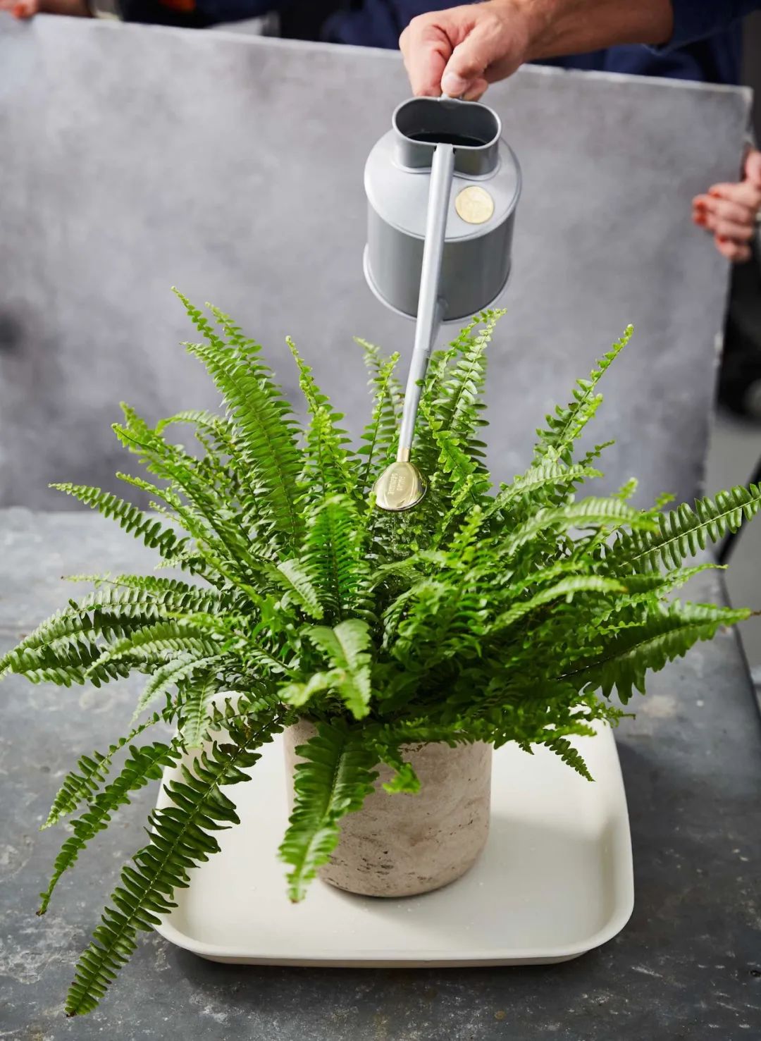 长期给植物浇自来水,植物盆土有水碱怎么办