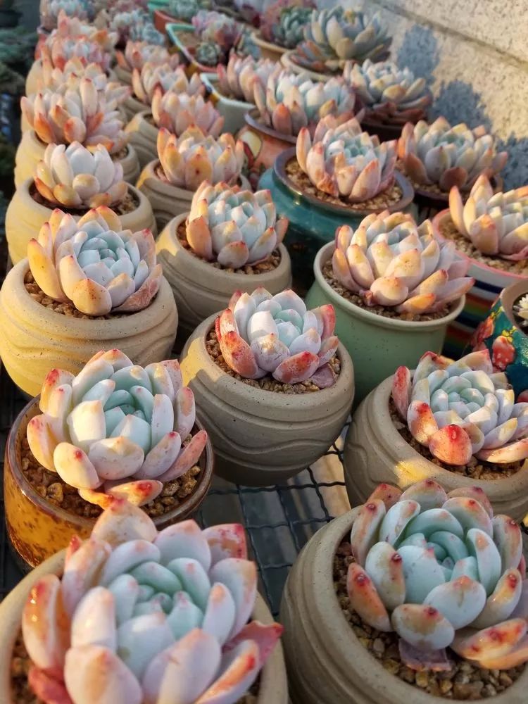 爱机车，爱多肉，宝妈花姐的诗和远方