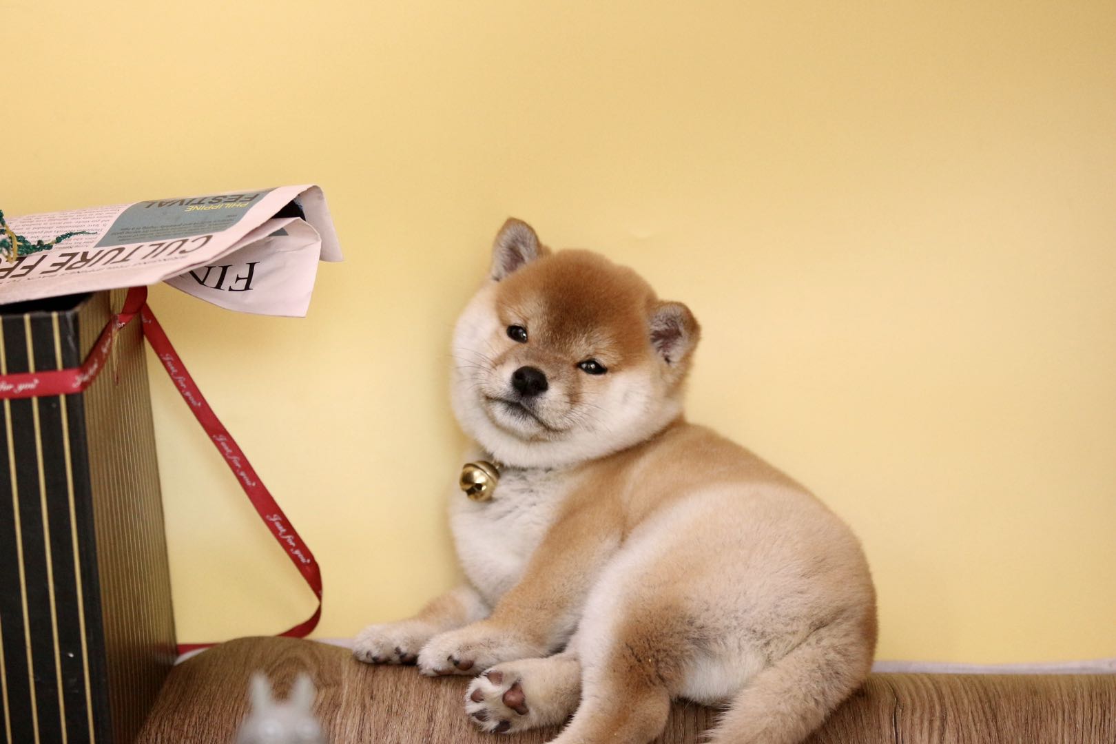 现在柴犬多少钱一只,柴犬价格60元一只