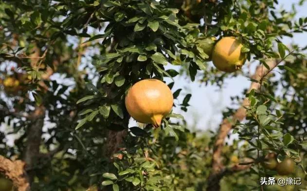 荥阳市软籽石榴基地在哪里,荥阳的软籽石榴基地在什么地方