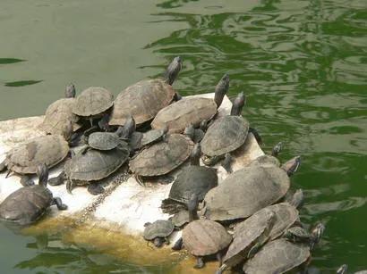 家里养龟的方法和技巧,养龟技巧视频教程全集