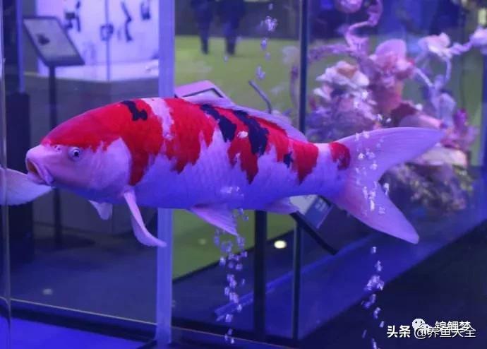 没有梦想的鱼类,新池锦鲤养水正确方法