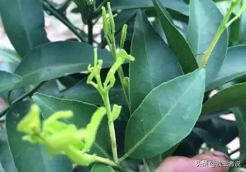 柑橘树叶子翻卷什么原因,柑橘树卷叶是什么问题