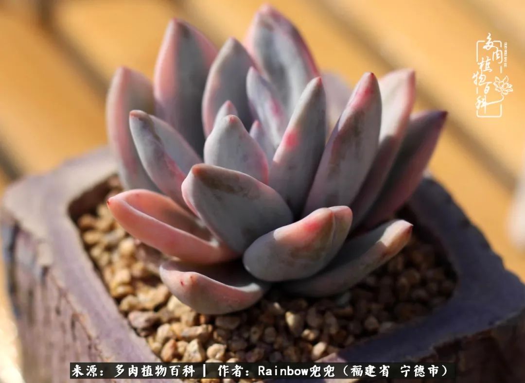 岁月无波澜余生不悲欢是啥意思,愿你岁月无波澜敬我余生无悲欢