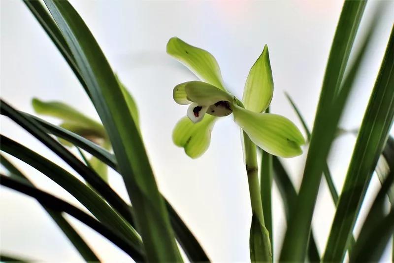 兰花有一种让人心醉的清香,兰花的美只有中国人最懂品兰之风