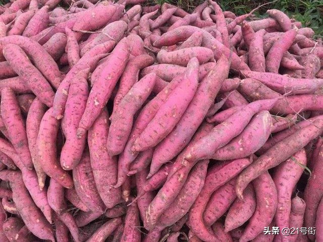 北海哪里有红薯种植基地,甘薯小象甲对人体有什么危害