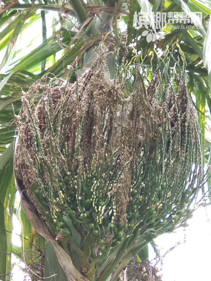 槟榔黄叶有虫害怎么管理,槟榔全套施肥防虫害技术