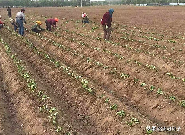 红薯怎样种出长条形,红薯怎么种植长藤