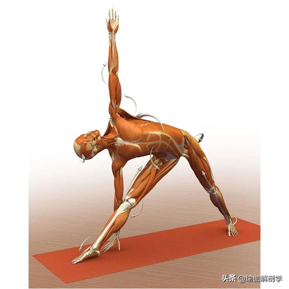 正位瑜伽哈他体式编排,精准正位60分钟瑜伽体式