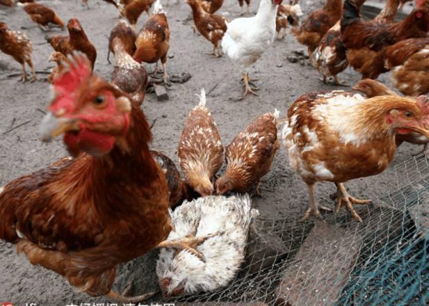 鸡啄癖怎么解决,鸡啄肛的原因及防治方法