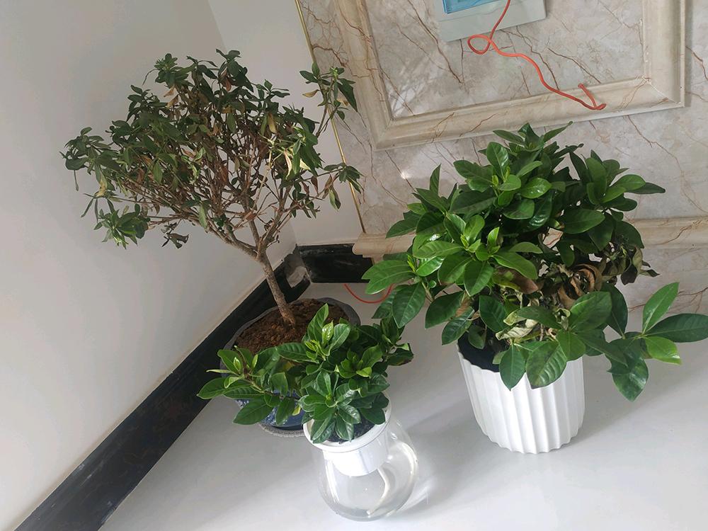 栀子花长势好还掉花苞原因,栀子花长势慢怎么办