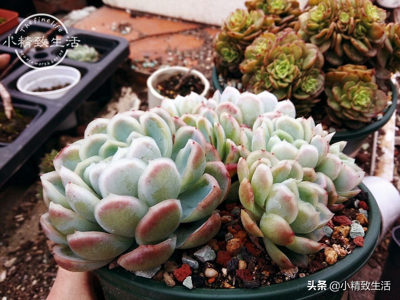 多肉植物有枯叶怎么办呢,多肉植物的枯叶要摘了吗