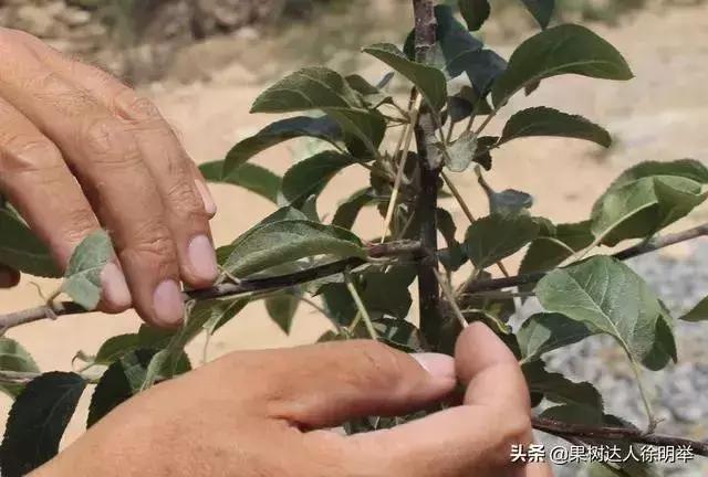 刘全保苹果主干形冬季修剪,枣树主干形幼树修剪