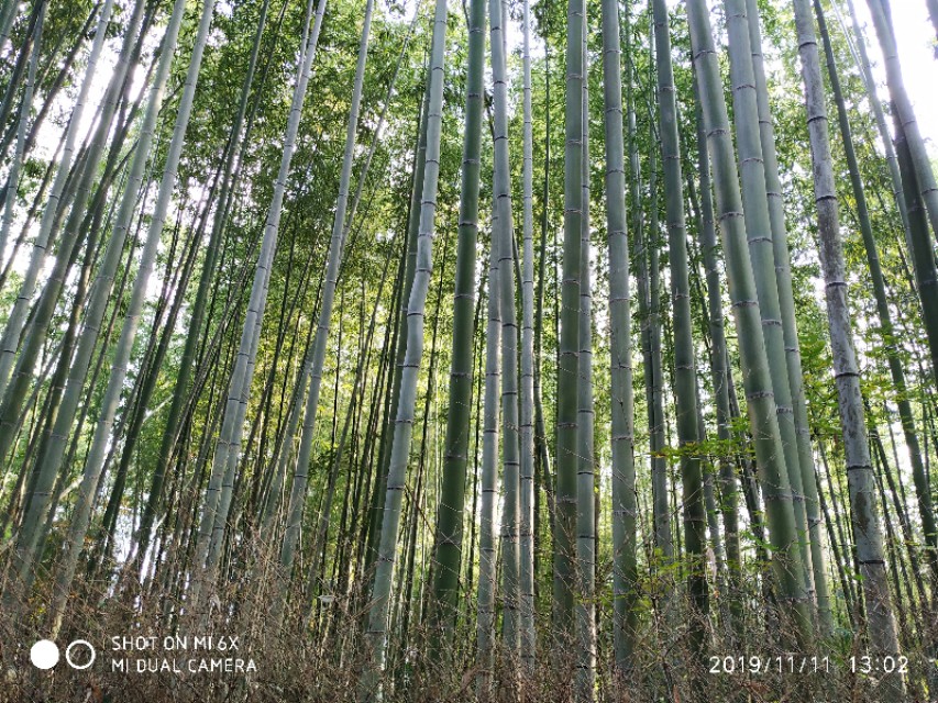 3月底日本关西8日游攻略,日本关西旅游攻略七日游