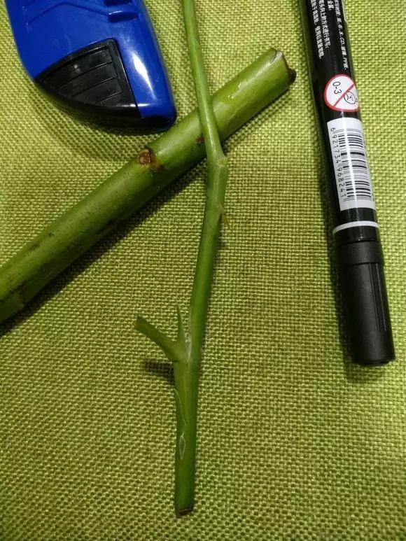 买假花月季,网上买的月季怎么处理