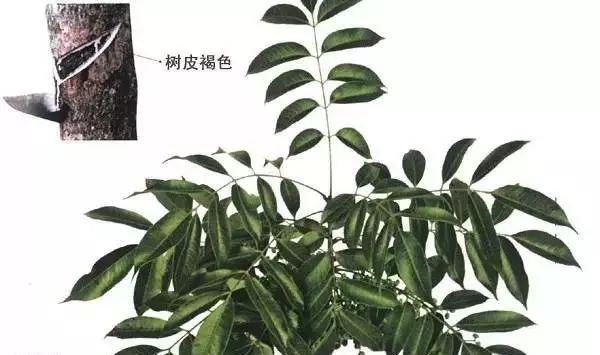 买家具到处是坑,买家具的人一般还会买什么