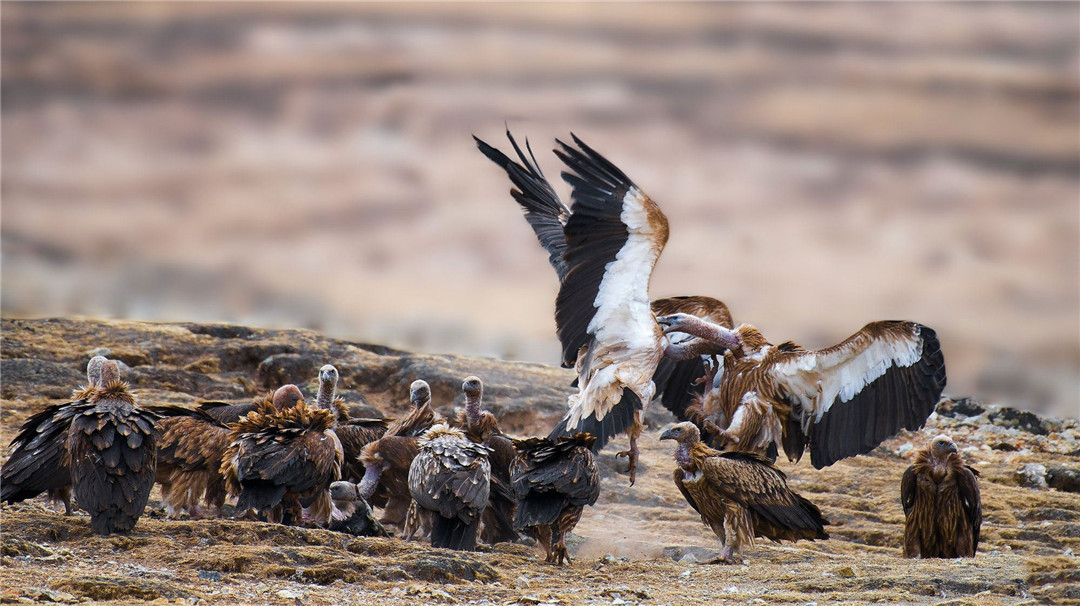 青海泽库公路现高山秃鹫，形象凶狠声誉差，却对伴侣忠贞不二