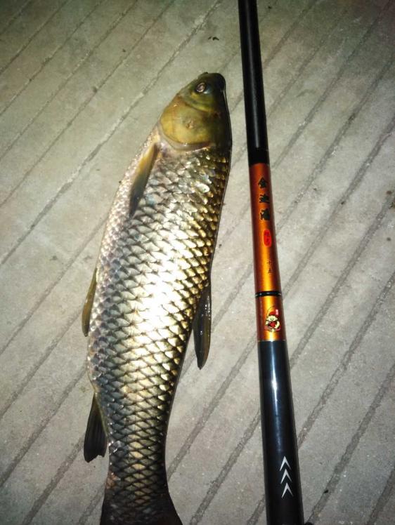 本汀金迦潘强弓评测,本汀金迦潘强弓鱼竿测评