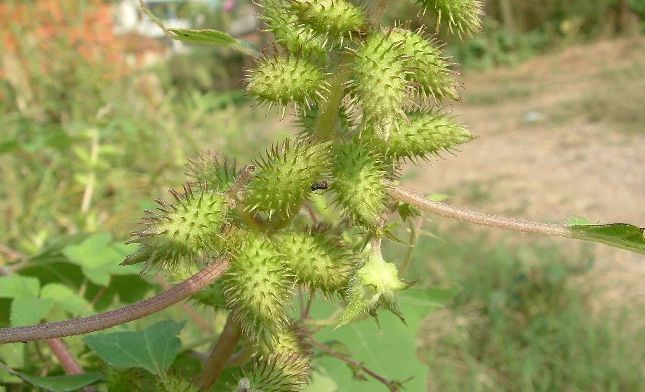 小时候玩过扎钉子吗,小时候都玩过弹力球吧