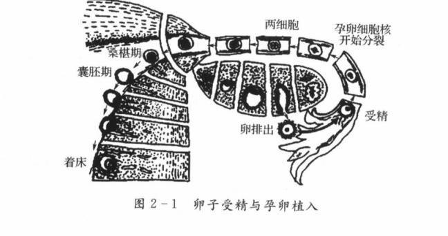 为什么去医院医生问有没有结婚,为什么检查会问有没有男朋友