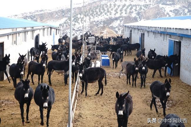 天上龙肉地下驴肉由来是谁说的,天上龙肉地下驴肉真的是毛驴肉吗