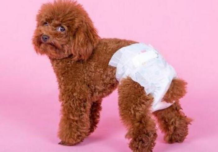 养小型泰迪犬是公的好还是母的好,泰迪犬养公的还是母的好