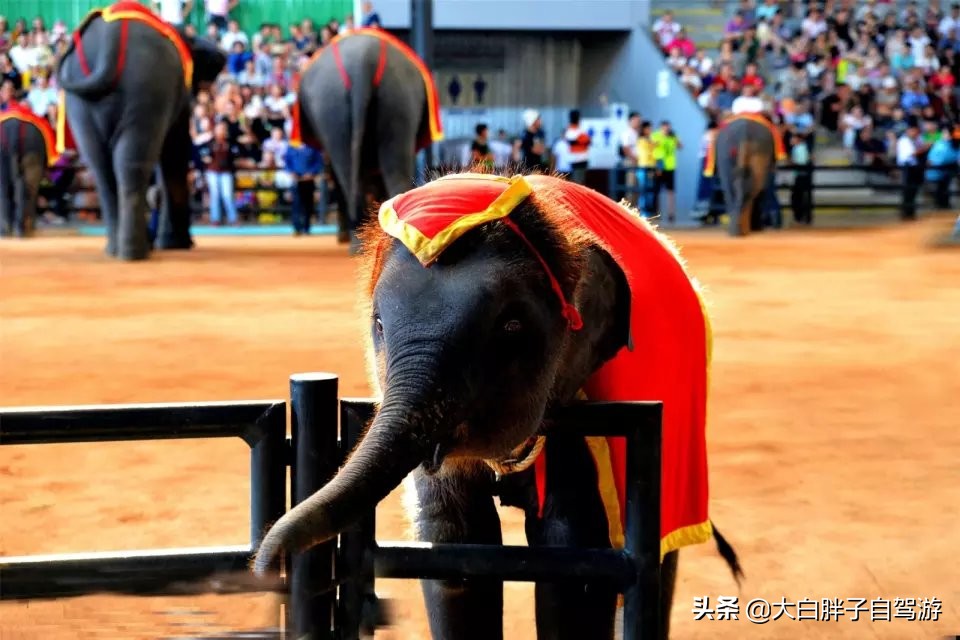 泰国风情之旅完整版小说,泰国风情十日游