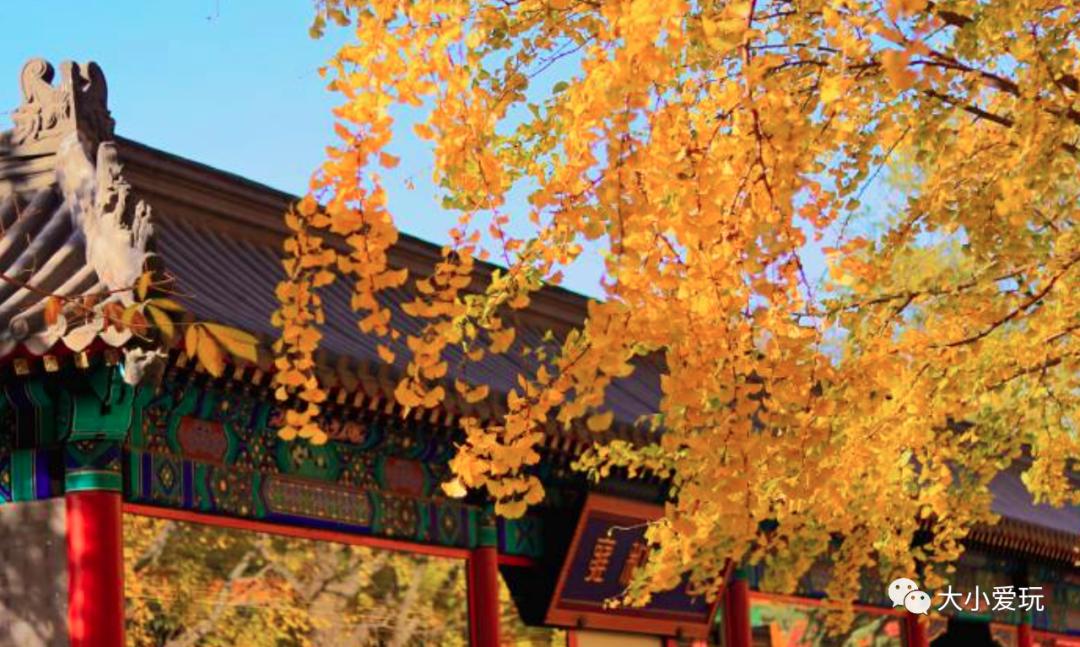 北京红螺寺银杏最佳观赏时间,北京赏银杏景区有哪些