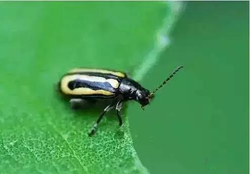 蔬菜害虫种类大全,蔬菜害虫分类及图片大全
