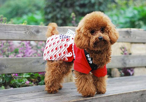 新手养泰迪幼犬要准备什么,新手养泰迪犬要给泰迪犬做些什么