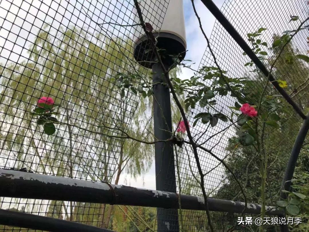 天狼团队最新视频,天狼团队所有视频