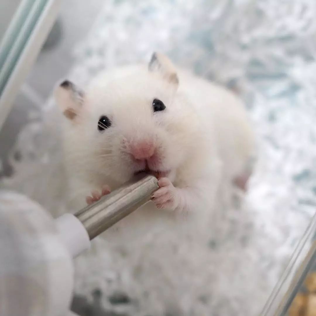 如何教仓鼠去定点的地方上厕所,怎么教仓鼠定点上厕所和洗澡