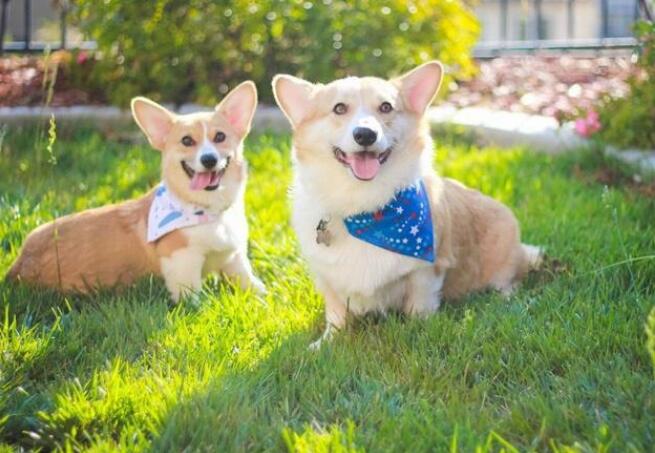 狗狗毛发不好吃什么东西好呢,狗狗毛不好怎么修剪